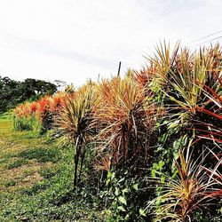 Plants growing on field