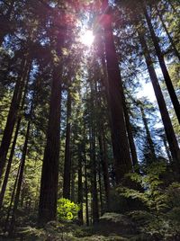 Low angle view of trees in forest against sky