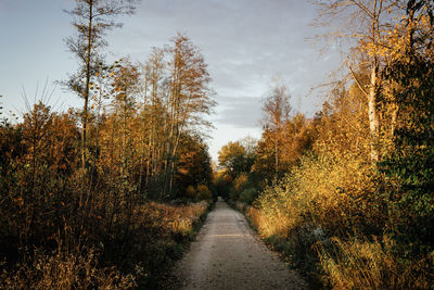 Footpath amidst trees against sky during autumn