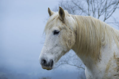 Close-up of horse