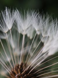 Close-up of dandelion against blurred background