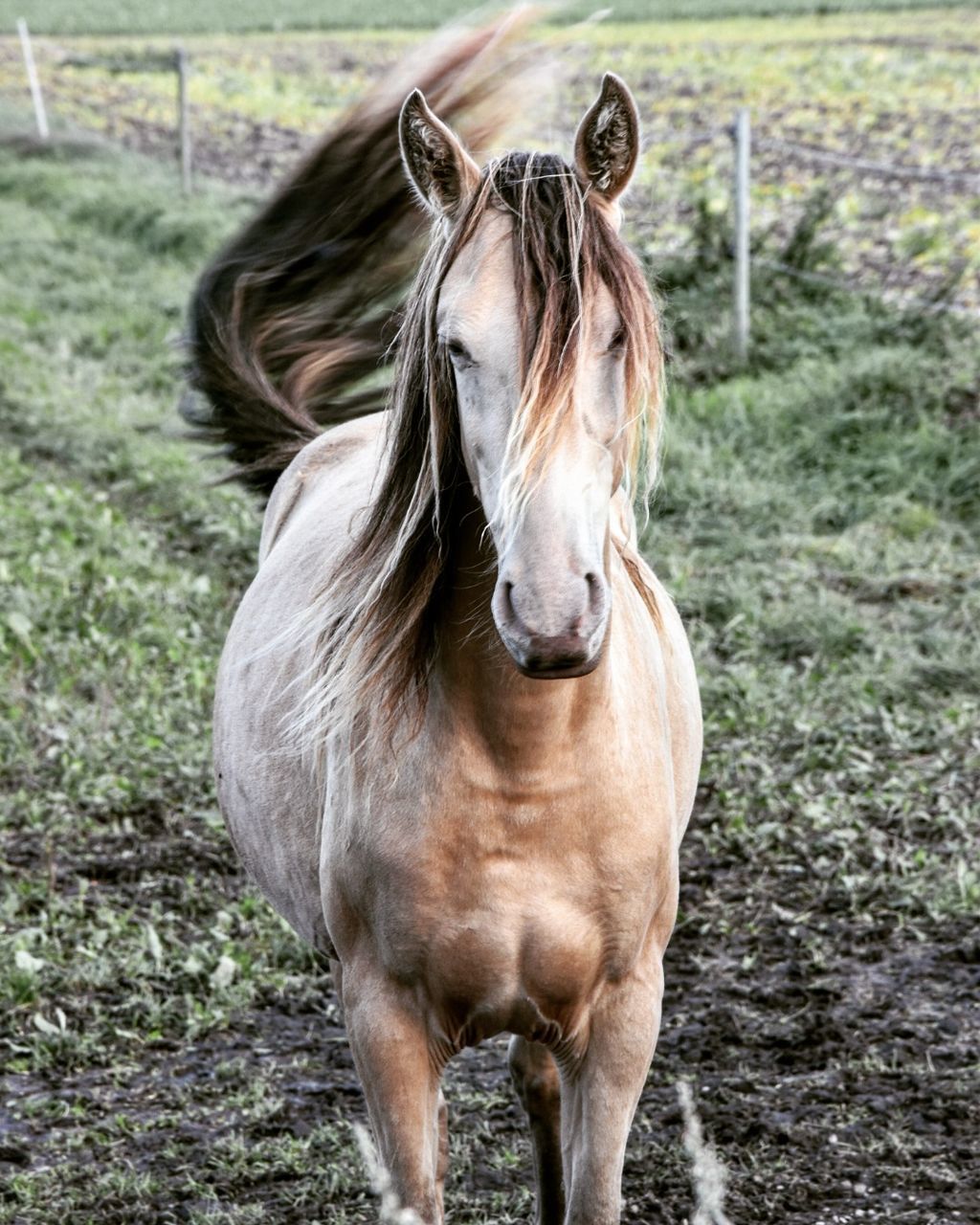 PORTRAIT OF HORSE ON FIELD