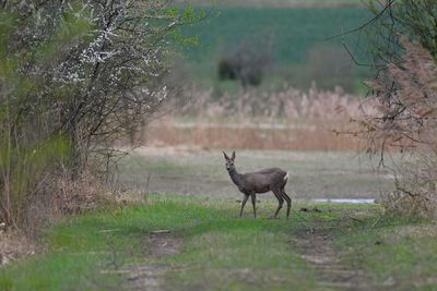 Deer standing on field