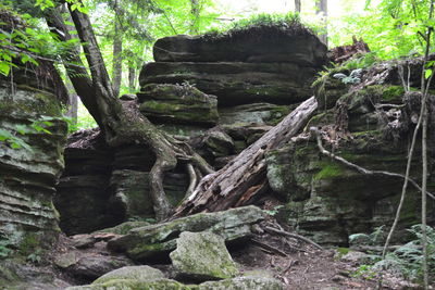 Close-up of tree trunk in forest