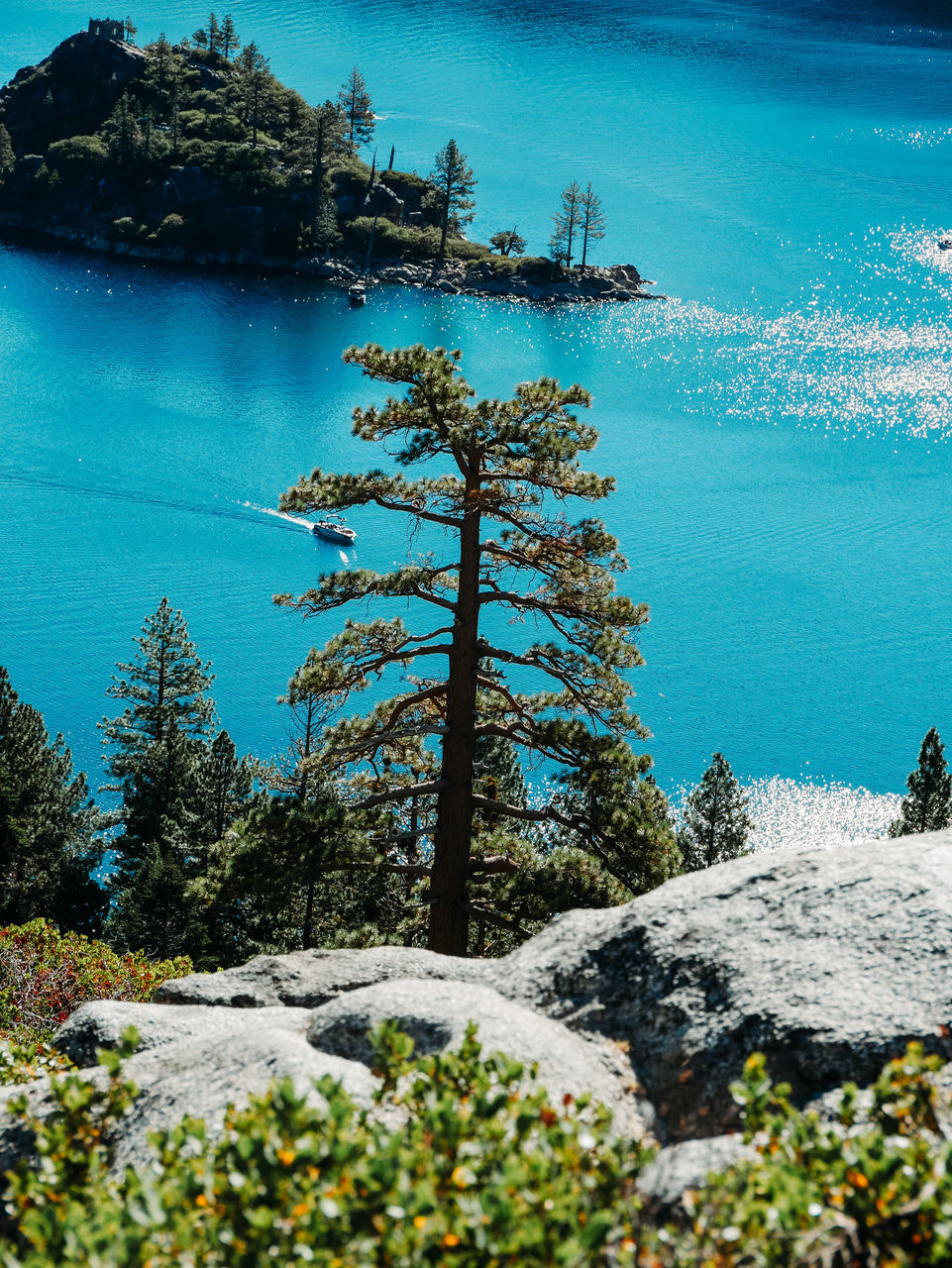 water, plant, beauty in nature, tree, scenics - nature, sea, nature, tranquility, tranquil scene, land, rock, day, coniferous tree, mountain, blue, beach, coast, non-urban scene, sky, pinaceae, no people, pine tree, idyllic, shore, outdoors, travel destinations, growth, travel, environment, flower, ocean, sunlight, holiday, remote, high angle view, bay