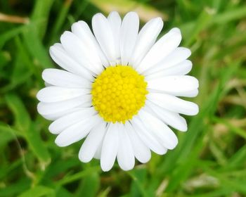 Close-up of white daisy blooming outdoors