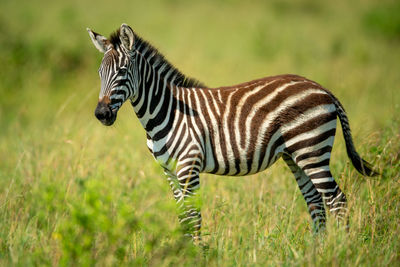 Young plains zebra stands in long grass