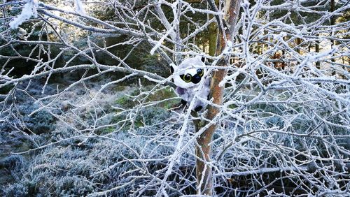 Close-up of frozen tree during winter