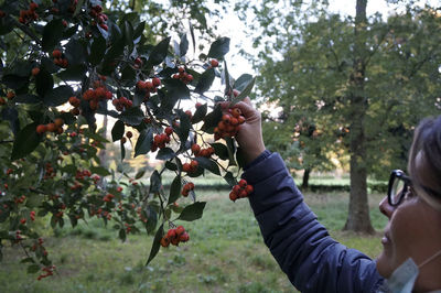 Low angle view of berries growing on tree