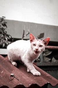 Portrait of cat sitting on table