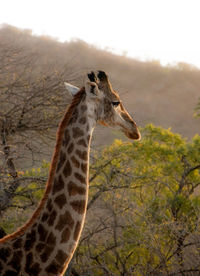 Close-up of lizard on rock