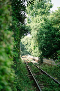 Railroad track amidst trees