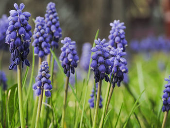 Close-up of purple flowering plants on field