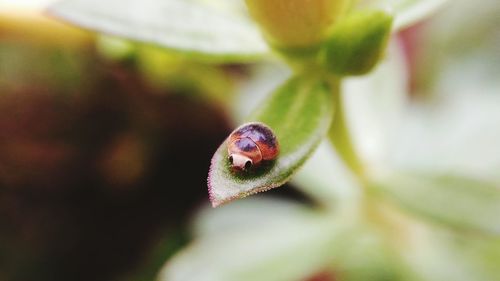 Close-up of insect on leaf