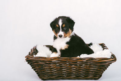 Portrait of dog in basket against white background