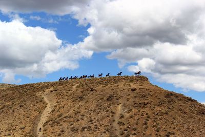 Low angle view of horses against sky