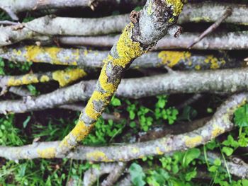 Close-up of rusty branch