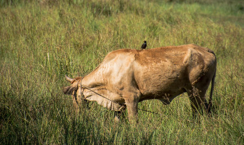 Side view of horse grazing on field