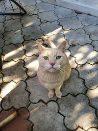 High angle portrait of cat on street