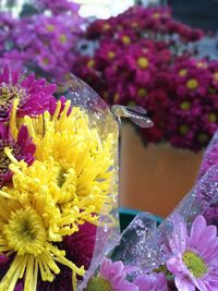 Close-up of yellow flowers