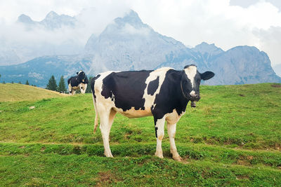 Cows grazing on field against mountains