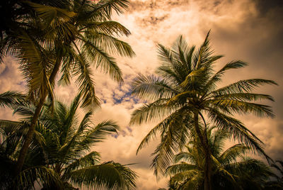 Low angle view of palm tree against sky