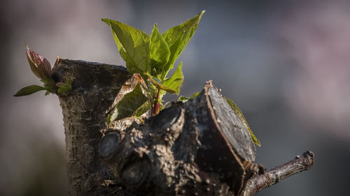 Close-up of insect on leaf