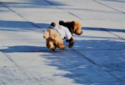 Dog on pavement