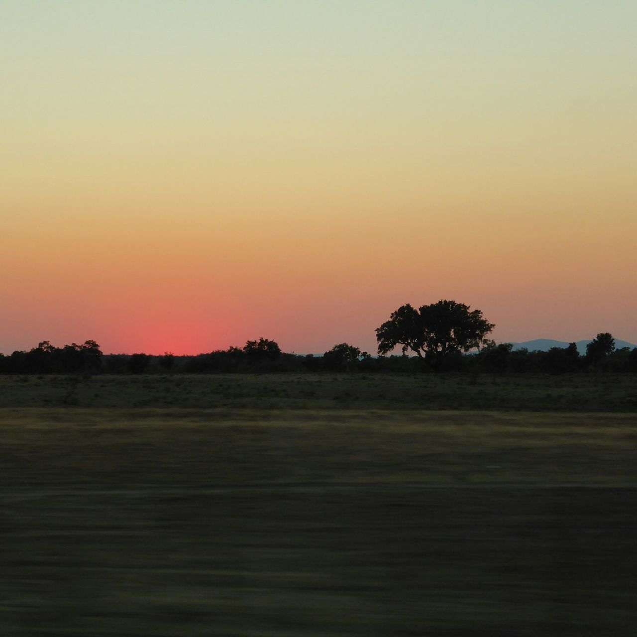 sunset, field, landscape, tranquil scene, tranquility, copy space, clear sky, tree, scenics, silhouette, beauty in nature, orange color, nature, grass, rural scene, growth, idyllic, dusk, sky, outdoors