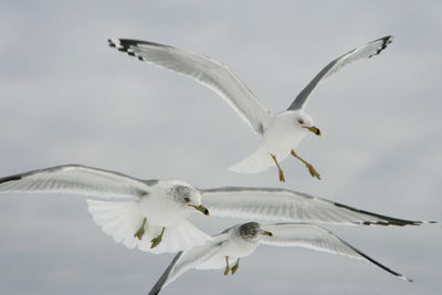 Close-up of seagull flying against sky