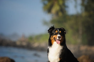 Portrait of black dog against sky