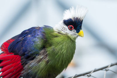 Close-up of parrot perching on branch