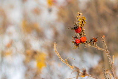 Close-up of insect on leaf