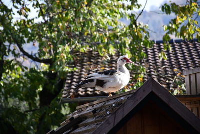 Low angle view of seagulls perching on roof