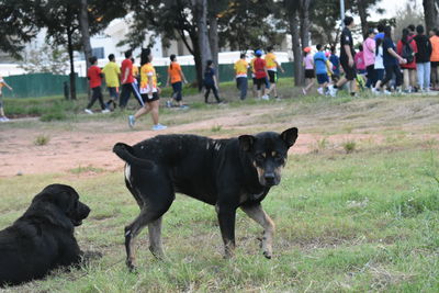 View of dog on field