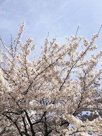 Low angle view of flower tree against sky