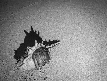 High angle view of a horse on sand