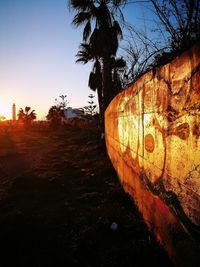 Close-up of tree against sky at sunset