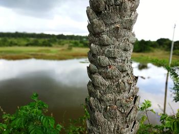 Close-up of tree trunk by lake against sky