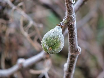 Close-up of ice crystals on plant