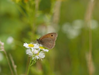 Butterfly perching on flower
