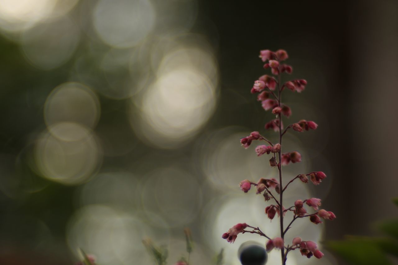 Soapbubblebokeh