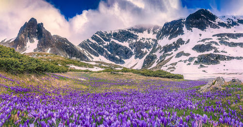 Snow-capped mountain peaks and spring crocuses