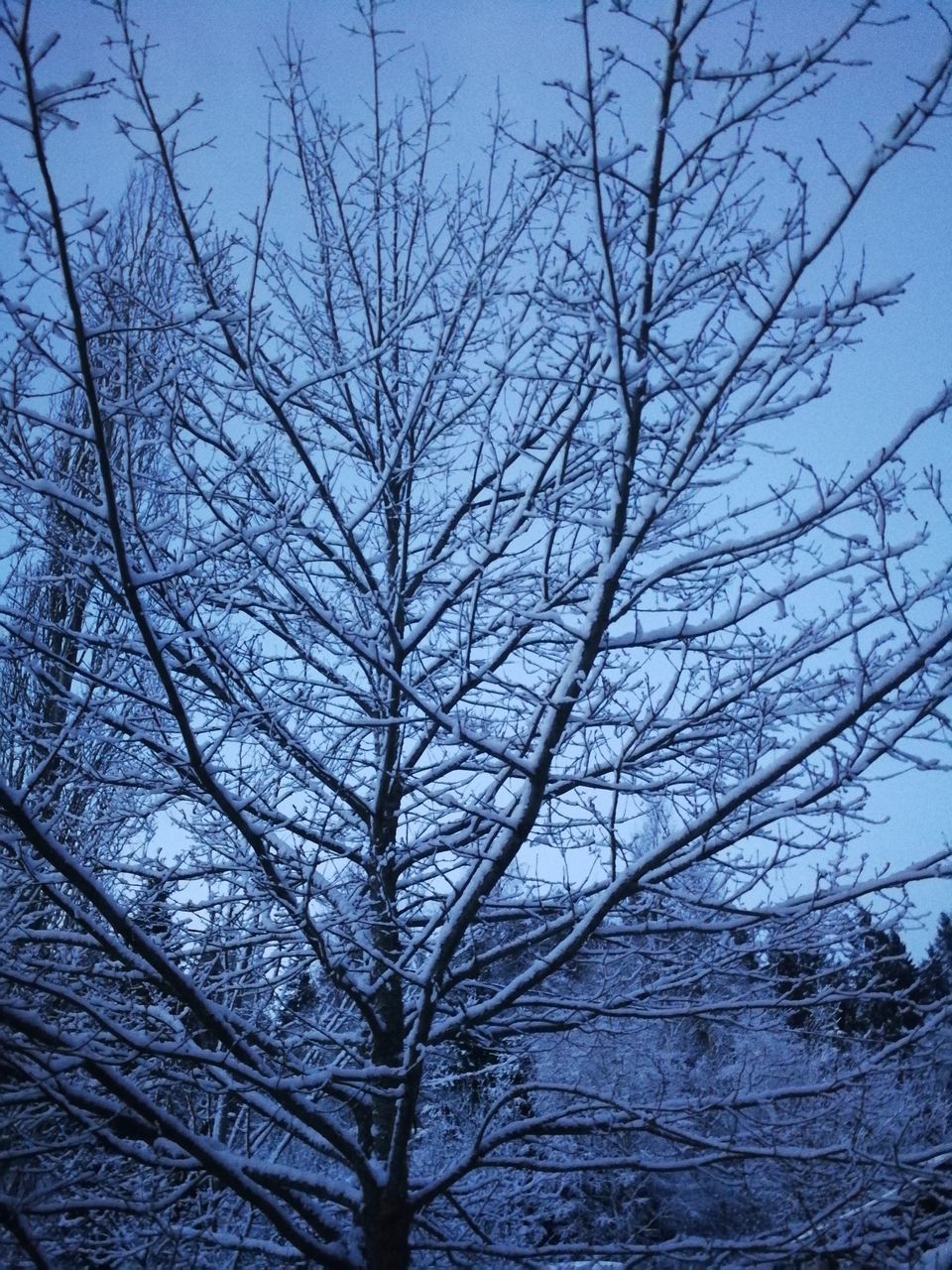 bare tree, tree, branch, winter, snow, no people, low angle view, nature, outdoors, cold temperature, day, beauty in nature, sky