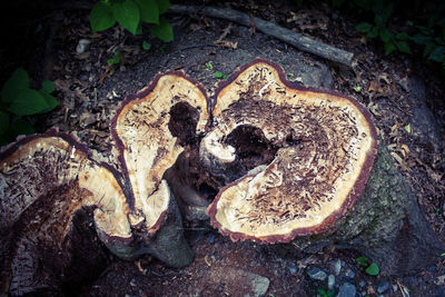 High angle view of animal skull in forest
