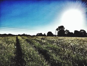 Scenic view of field against clear sky