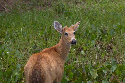 Closeup portrait of marsh deer blastocerus dichotomus looking at camera, pantanal, brazil.