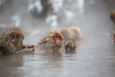Japanese macaques relaxing in hot spring 