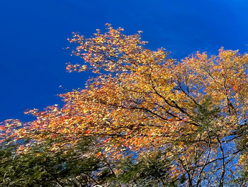 Low angle view of flowering tree against blue sky