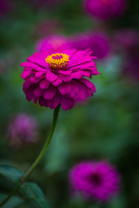 Close-up of pink flower